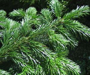 distribution de branches de sapin